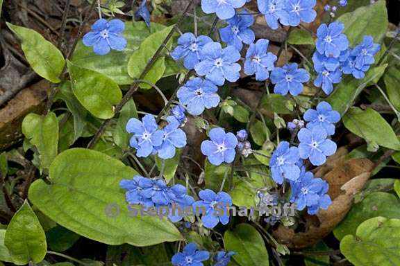 omphalodes cappadocica 1 graphic